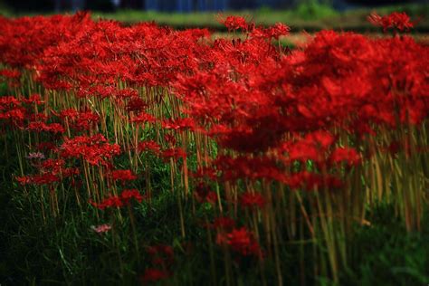 地獄花 彼岸花